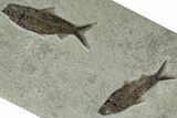 Multiple Fossil Fish (Knightia) Plate - Wyoming #313998-1